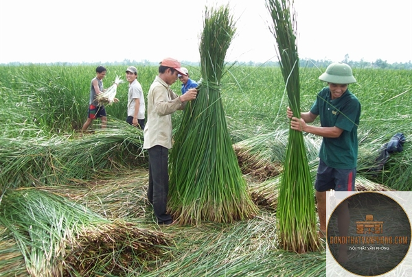 cói tự nhiên là gì
