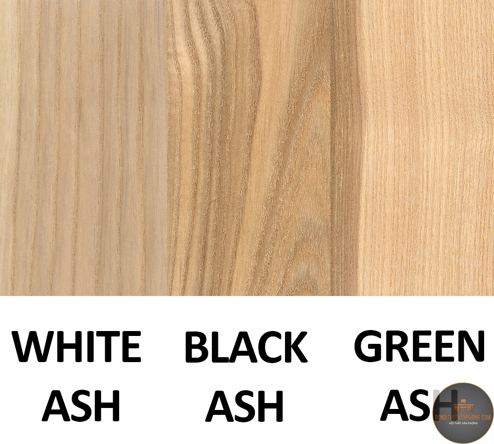 gỗ ash là gì - Hình 1