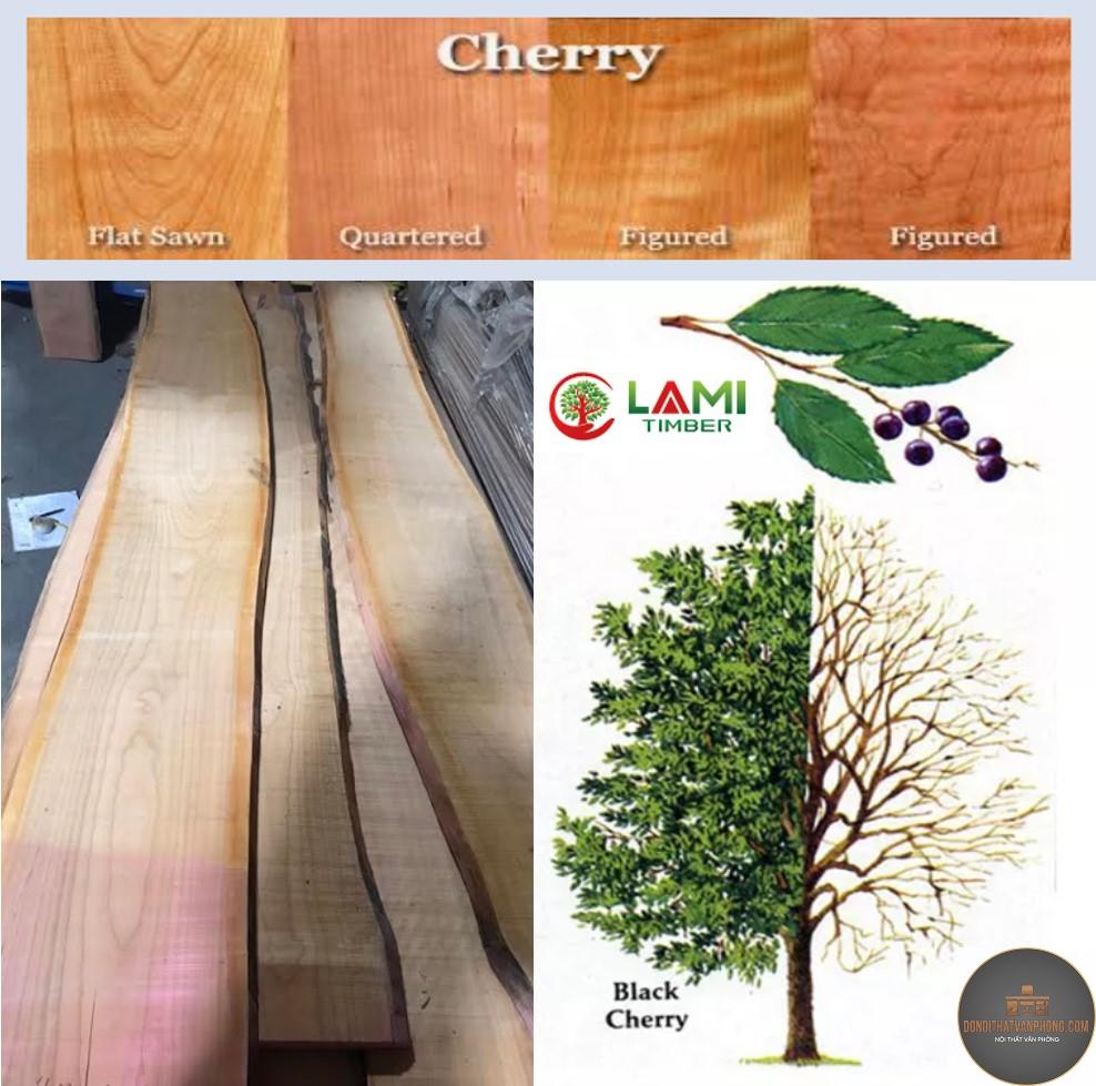 gỗ cherry là gì - Hình 4