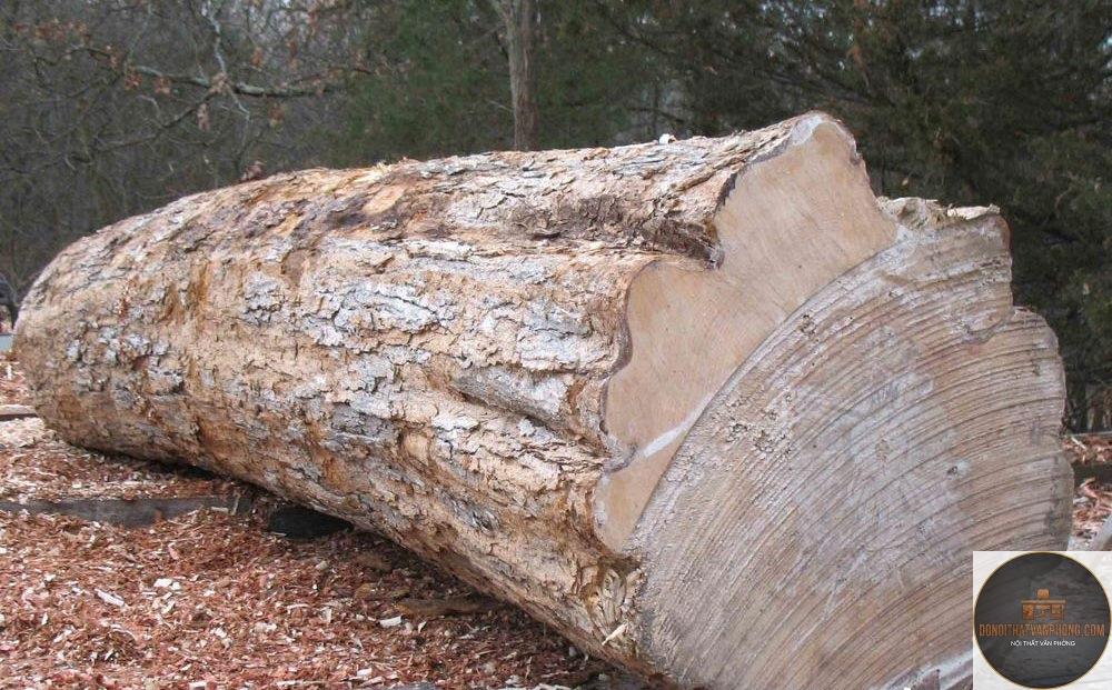 gỗ maple là gì - Hình 3