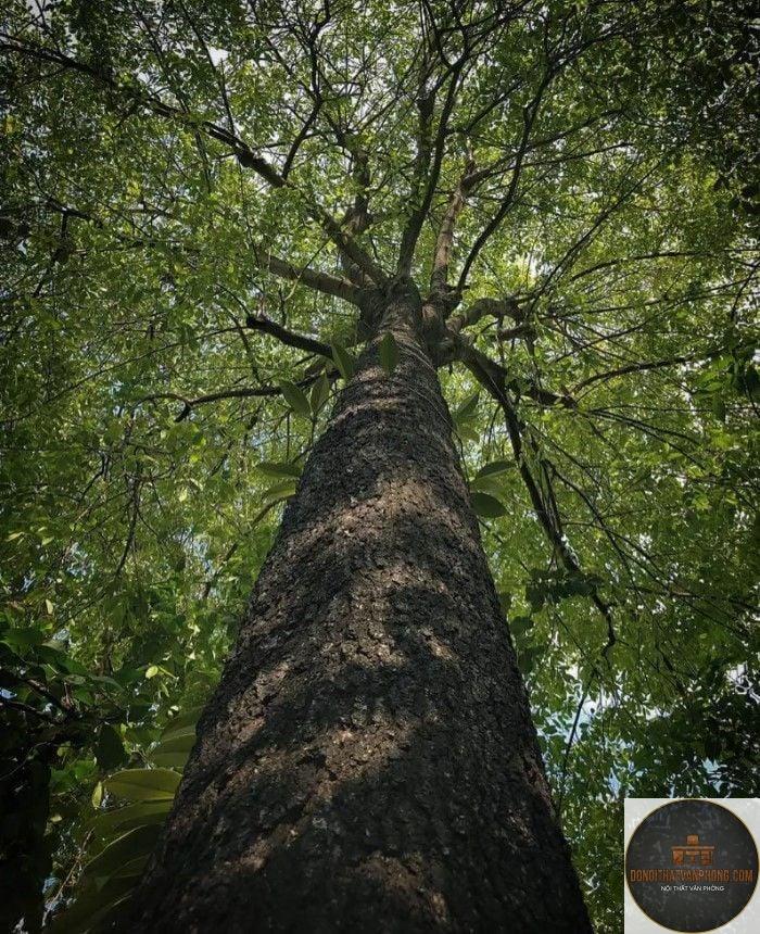 gỗ mun là gì - Hình 4