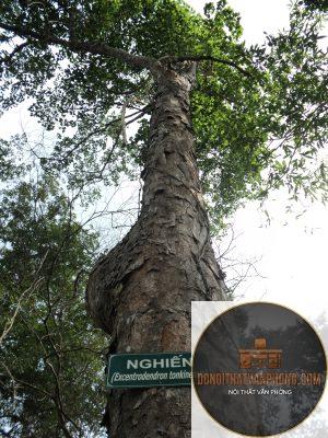 gỗ nghiến là gì