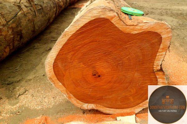 gỗ teak là gì