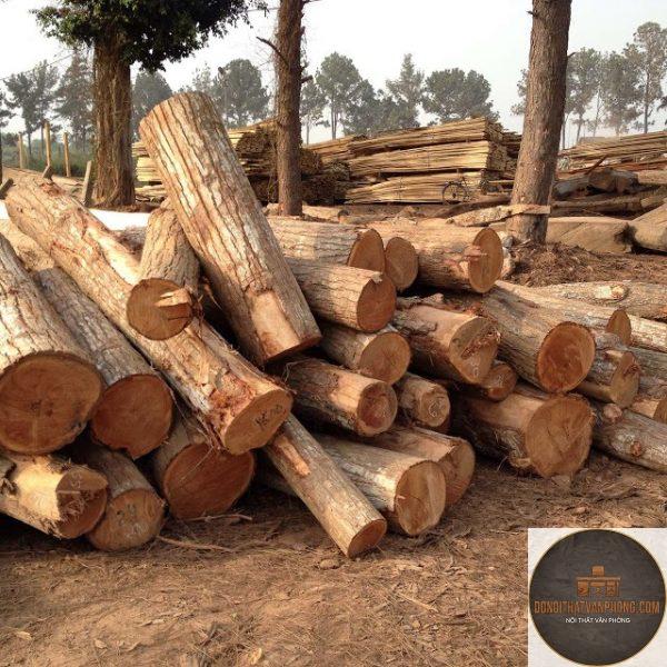 gỗ tràm là gì - Hình 2