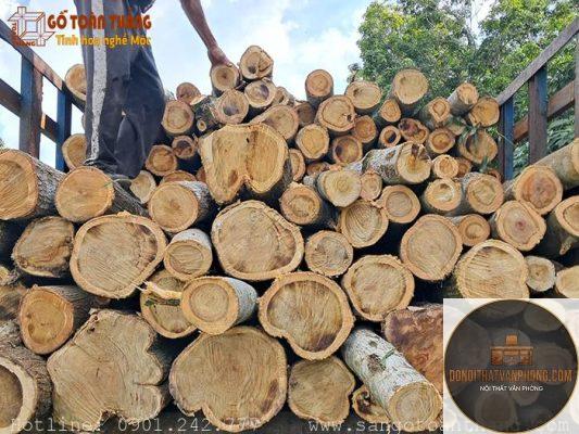 gỗ tràm là gì