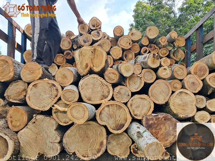 gỗ tràm là gì