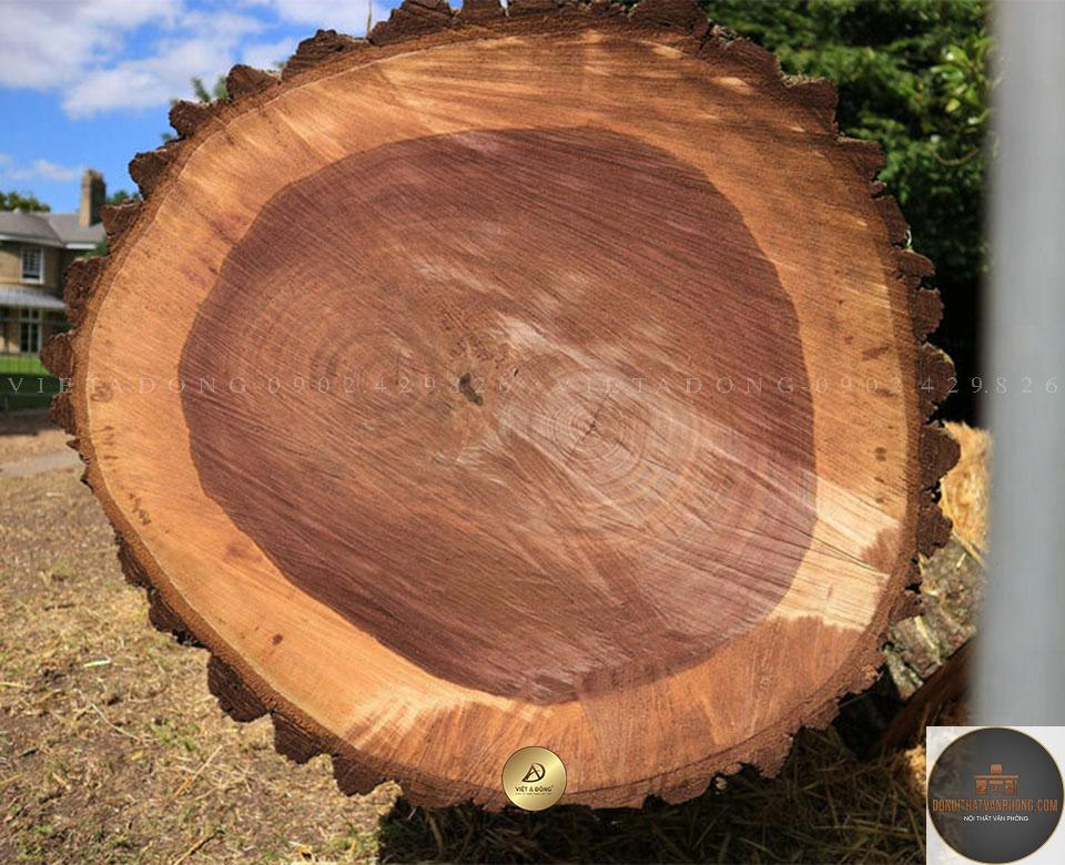 gỗ walnut là gì - Hình 4