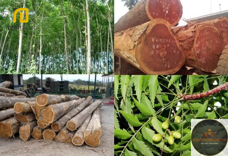 gỗ xoan đào là gì - Hình 3