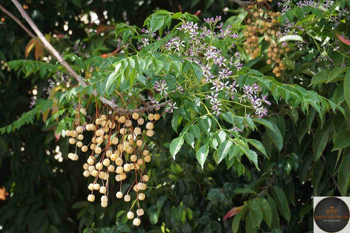 gỗ xoan đào là gì - Hình 4