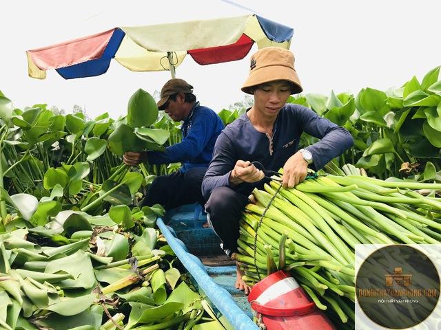lục bình là gì - Hình 2