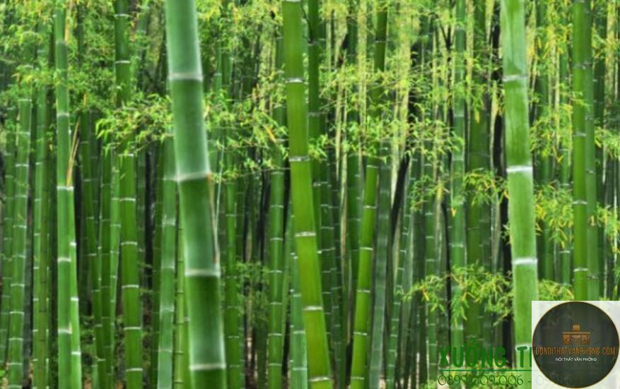 nứa là gì - Hình 2