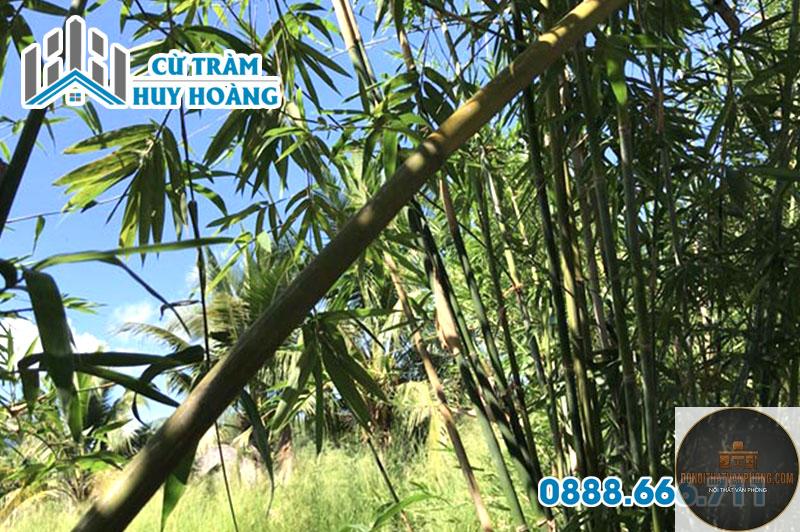 nứa là gì - Hình 4