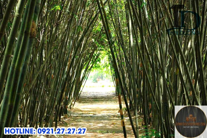 nứa là gì