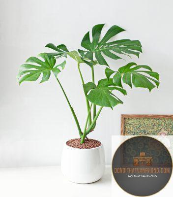 xu hướng cây nội thất