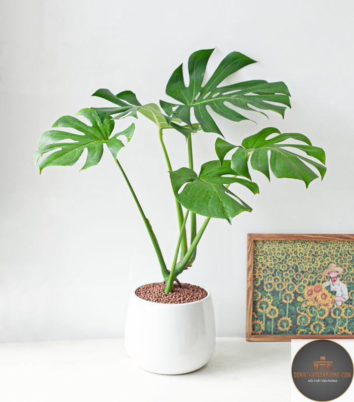 xu hướng cây nội thất