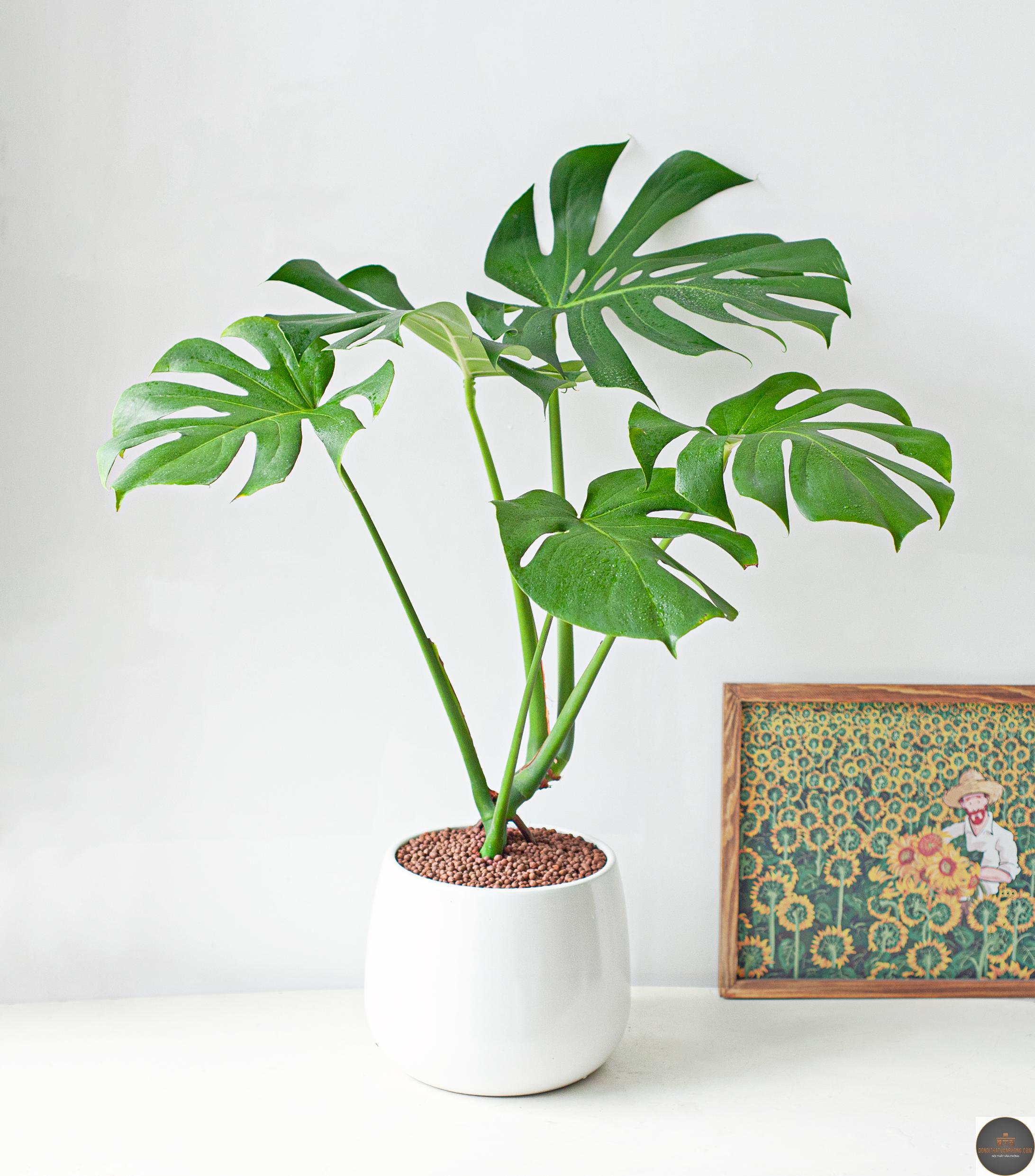 xu hướng cây nội thất - Hình 1
